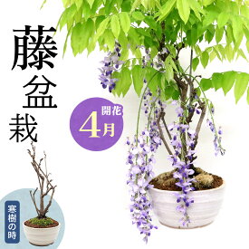 【ふるさと納税】[季節限定] 藤盆栽 [1987]｜樹木 観葉植物 盆栽 藤