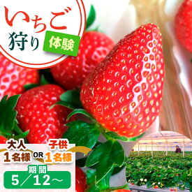 【ふるさと納税】[5月12日以降] いちご狩り体験 1名様 奈良のブランド (あすかルビー)｜イチゴ農園 果物 フルーツ 親子 体験チケット いちご狩り農園 奈良県 [3055p-3056]