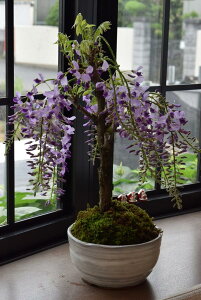 植木 盆栽 藤の人気商品 通販 価格比較 価格 Com