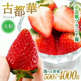 【ふるさと納税】ブランド苺 新鮮 古都華 (大粒) 約500g [250g×2パック] 【2026年1月上旬～5月下旬に順次発送】／ スマイル葛城農業 ブランド いちご 苺 ことか イチゴ スイーツ フルーツ 甘い 果物 奈良県 葛城市
