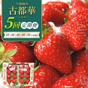 yӂ邳Ɣ[Łzy 1v5 z Ós؁@300g×2pbN×5  yE݂̊ۏ΂z ^ t[c   C`S ʕ  VN n ̂  󏭕i