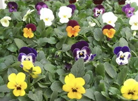 【ふるさと納税】産地直送の元気なビオラ！ 40個詰め合わせ