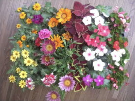 【ふるさと納税】4月〜6月発送予約　産地直送!夏の花壇苗24個詰め合わせ