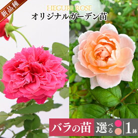 【ふるさと納税】 花 薔薇 花束 ばら ローズ オリジナルガーデン苗 四季咲き | バラ フラワー 花 ガーデニング 苗 庭 新鮮 高品質 綺麗 平群のバラ 苗 四季咲き 平群ローズ 丹精込めて栽培 美しい 国産 ピンク 花もちがいい しっかり梱包 平群ローズ株式会社 奈良県 平群町