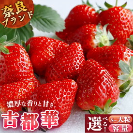【ふるさと納税】 平群の古都華 S～2Lサイズ 大粒あり 阪野農園 | 果物 くだもの フルーツ 苺 イチゴ いちご ストロベリー 古都華 ことか 旬の品種 化粧箱 贈答 贈り物 家庭用 吉野 杉箱 奈良県 平群町