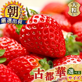 【ふるさと納税】【選べる 内容量】平群の古都華 いちご L～5Lサイズ 計2～4パック 苺屋小東 | 果物 くだもの フルーツ 苺 イチゴ いちご ストロベリー 古都華 ことか 旬の品種 奈良県 平群町 高級 ブランド苺 旬 産地 直送 限定出荷 ふるさと納税苺