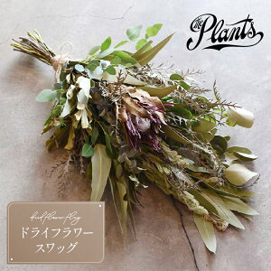 yӂ邳Ɣ[ŁzXbOihCt[jThe Plants  t[AWg  ԑ ̓ ̓ Mtg v[g CeA