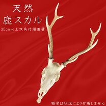 楽天市場】スカル 鹿の通販