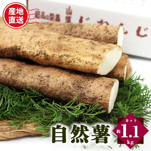 yӂ邳Ɣ[ŁzR Jbg 1.1kg |   C Ƃ ˂񂶂 {s   Ԍ ޗǌ  ݂ނ