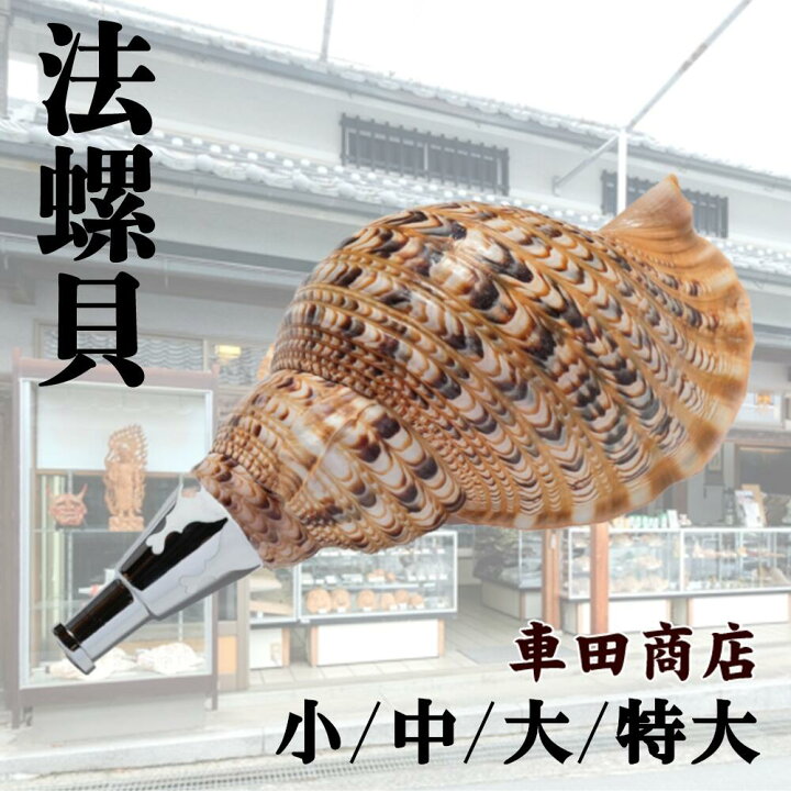 楽天市場】【ふるさと納税】法螺貝 小/中/大/特大 奈良県吉野町 修験道 