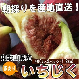 【ふるさと納税】和歌山産 【訳あり】 いちじく (サイズ不揃い、傷あり) 1.2kg(400g×3パック)