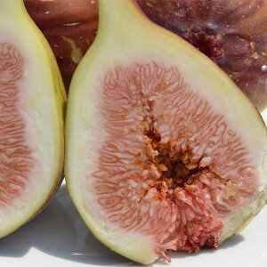 yӂ邳Ɣ[Łza̎RY 󂠂肢 1.6kg(400g ×4pbN)