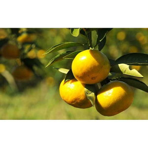 【ふるさと納税】《赤秀》【極早生みかん】約5kg(和歌山県・下津町産)産地直送(S・M・Lサイズ) | フルーツ 果物 くだもの 食品 人気 おすすめ 送料無料