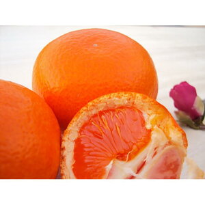 �y�ӂ邳�Ɣ[�Łz�y�I�ׂ�e�ʁz���܂ݍۗ��� ���Ε�݂��� �T�C�Y���� 5kg or 10kg | �t���[�c �ʕ� �������� �H�i �l�C �������� ��������