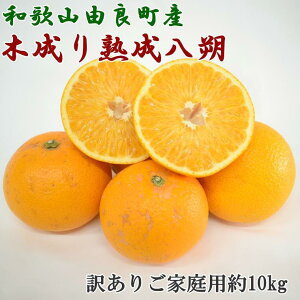 yӂ邳Ɣ[ŁzmYna̎RRǒY̖ؐn󂠂育ƒp10kgiTCYj2026N3{菇mTM134n