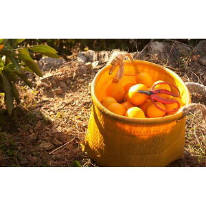 �y�ӂ邳�Ɣ[�Łz�����݂��� ��6kg ��� 2L�E3L�T�C�Y�s���ƒ�p�t�a�̎R�� �C��s�Y �_������ ��؂݂���_�� �y�k�C���E���ꌧ�E�ꕔ���� �z���s�z | �t���[�c �ʕ� �������� �H�i �l�C 