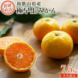 【ふるさと納税】極早生みかん 7.5kg 大小混合 《ご家庭用》ちょっと訳あり【先行予約】和歌山県より農園直送！まごころ産直みかん【北海道・沖縄県・一部離島 配送不可】 | みかん 蜜柑 フルーツ 果物 くだもの 食品 人気 おすすめ 送料無料