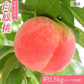 【ふるさと納税】和歌山県産 白鳳 《秀品》 約1.5kg(4～7玉程度）【7月上旬より発送】 【MG30】 | フルーツ 果物 くだもの 食品 人気 おすすめ 送料無料 桃 もも モモ 和歌山 和歌山県