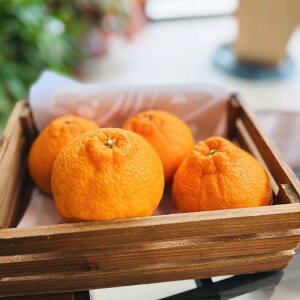 yӂ邳Ɣ[ŁzLc炿̔Zsm(ƒp) 5kgms\nmMS41n | t[c ʕ  Hi lC   _ƒ