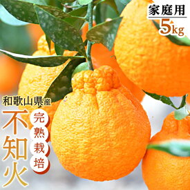 【ふるさと納税】［先行予約］不知火（完熟栽培）15玉～28玉 約5kg 家庭用【和歌山 海南市 農園直送】 | フルーツ 果物 くだもの 食品 人気 おすすめ 送料無料