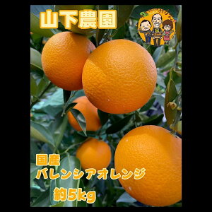 yӂ邳Ɣ[ŁzyIׂeʁzY oVAIW 2kg or 5kg M`LLTCY R_ | IW k t[c ʕ  Hi lC   Yn