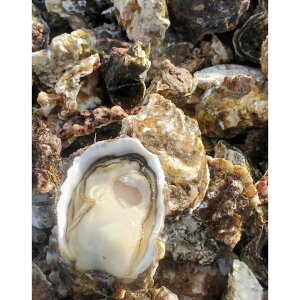 【ふるさと納税】【年末発送】和歌山 塩津 牡蠣 殻付き 加熱用 サイズ 無選別 約2kg 冷凍 | 牡蠣 水産 食品 ギフト パーティー バーベキュー 送料無料 おすすめ