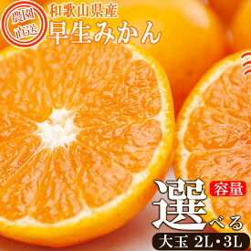 【ふるさと納税】【選べる内容量】早生みかん約6～9kg 大玉2L・3Lサイズおまかせ 《ご家庭用》 ちょっと訳あり 和歌山県産 農園直送 まごころ産直みかん【北海道・沖縄県・一部離島配送不可】大きい 蜜柑 温州みかん わけあり 訳アリ | 果物 フルーツ 柑橘 わせ 早生