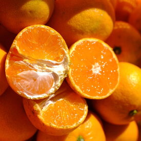 【ふるさと納税】【先行予約】【選べる種類・サイズ・内容量】贈答用 みかん 箱入 2kg~10kg＋傷み補償分 和歌山県 海南市 | みかん 蜜柑 フルーツ 果物 くだもの 食品 人気 おすすめ 送料無料 産地直送