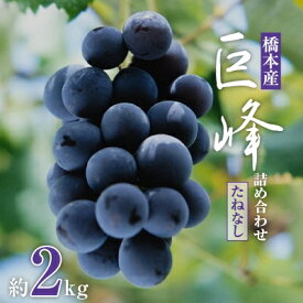 【ふるさと納税】【2026年夏発送】 和歌山県橋本市産(種無し)巨峰 ぶどう詰め合わせ 約2kg_ 巨峰 ぶどう 葡萄 ブドウ 種無し 種なし フルーツ 果物 和歌山県 橋本市 美味しい 人気 おすすめ ギフト 贈答 送料無料 【配送不可地域：離島】【1135025】