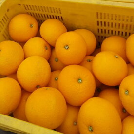 【ふるさと納税】【2026年1月以降順次発送】和歌山産　八朔(ご家庭用サイズ混合約10kg箱)【1496235】