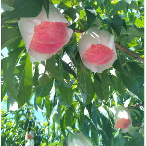 yӂ邳Ɣ[Łza̎R̓uЂ߁vv4kg 11`13yzsnFzy1639768z