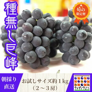 yӂ邳Ɣ[Łzy2026NĔzTCY1kg@~c_̎햳@Gs\yzsnFzy1642883z