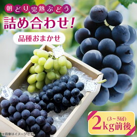 【ふるさと納税】【2026年・発送】朝どり完熟ぶどうの詰め合わせ_ 品種おまかせ 旬の葡萄 詰め合わせ ぶどう 種なし 朝どり 完熟 完熟ぶどう 果物 フルーツ 和歌山県 橋本市 人気 おすすめ 送料無料 プレゼント 贈答 ギフト 【配送不可地域：離島・沖縄県】【1017700】