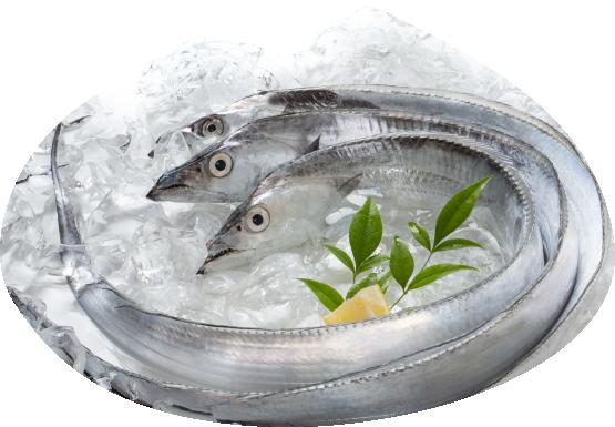 紀州太刀魚は脂がのりつつ あっさりとした味わい ふるさと納税 紀州 太刀魚２本 店舗良い 最新作 １本：500～600ｇ