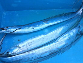 楽天市場 太刀魚の通販