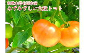 【ふるさと納税】有田産の大玉トマト（A288-1）