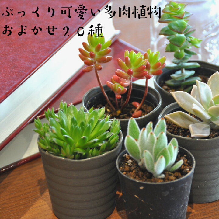 楽天市場】【ふるさと納税】おまかせ多肉植物詰め合わせ（20種）(A160 