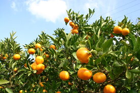 【ふるさと納税】有田みかんの木オーナー権（極早生）(A73-1)