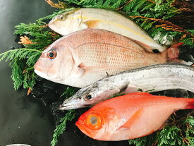 楽天市場 タチウオ その他水産物 魚介類 水産加工品 食品の通販