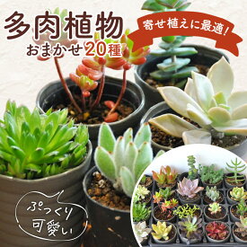 【ふるさと納税】おまかせ多肉植物詰め合わせ（20種）(A160-1)