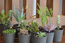 楽天市場 多肉植物の通販