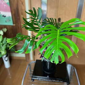 【ふるさと納税】モンステラ＆観葉植物2種類寄せ植え（A1045-2）