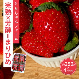 【ふるさと納税】「完熟×芳醇=まりひめ」4パック（約250g×4）≪先行予約≫2026年1月上旬より順次発送予定【配送不可地域：北海道・沖縄・離島】 いちご 苺 イチゴ フルーツ くだもの 果物 旬 パック 送料無料 数量限定 ふるさと納税 イチゴ 予約 先行予約