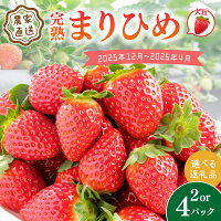 【ふるさと納税】農家直送！大粒完熟まりひめ いちご 2パック 4パック 《...