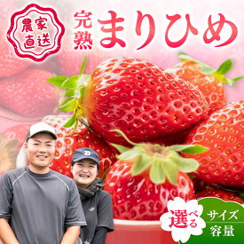 【ふるさと納税】農家直送！完熟まりひめ いちご 2パック 4パック 《先行予約》 【配送不可地域：北海道・沖縄・離島】ふるさと納税 いちご 予約 先行予約 ふるさと納税 苺 ふるさと納税 イチゴ ふるさと納税 フルーツ くだもの 果物 旬 パック 送料無料 数量限定