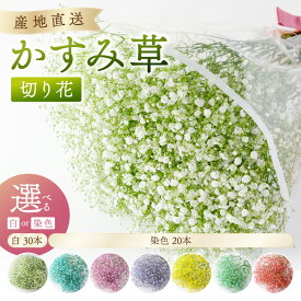 【ふるさと納税】湊園芸直送 カスミ草 切り花 白 染 ミックス