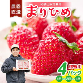 【ふるさと納税】まりひめ4パック《先行予約》1回　2回　4回　定期便　2027年1月〜4月末まで順次発送予定【配送不可地域：北海道・青森・秋田・岩手・沖縄・離島】 いちご まりひめ 苺