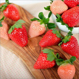 【ふるさと納税】《珍しい紅白いちご》自農園産『完熟赤白いちご』4パック入り《先行予約》2025年12月頃から順次発送【配送不可地域：北海道・青森・秋田・岩手・沖縄・離島】いちご 苺 イチゴ まりひめ スターナイト やよいひめ みくのか 淡雪 パック セット フルーツ 果物