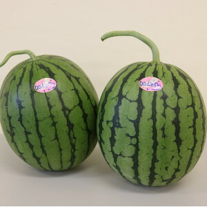 yӂ邳Ɣ[ŁzVYʂ@ЂƂ肶 L`2L(2ʖ4`5kg)ss\ty2026N5{珇\z