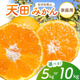 【ふるさと納税】天田みかん（紀州和歌山）家庭用 5kg 10kg（先行予約）